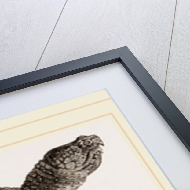 Alligator Tortolse by Anonymous