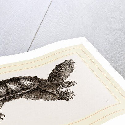 Alligator Tortolse by Anonymous