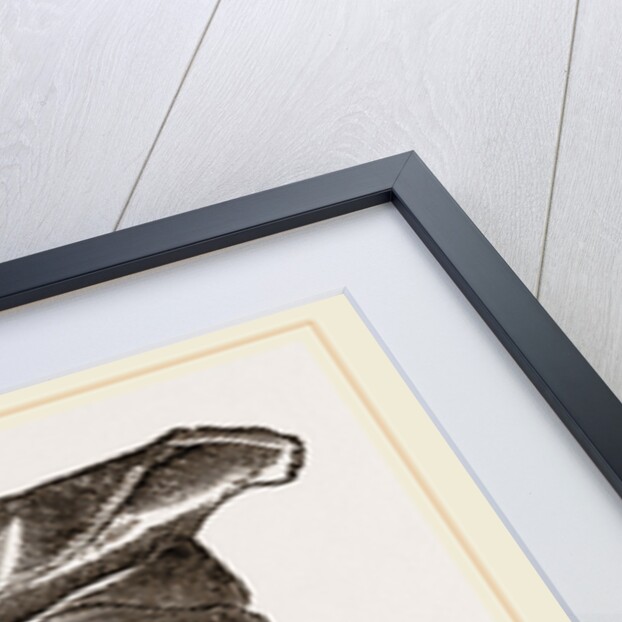 Skull of Indian Tortoise by Anonymous