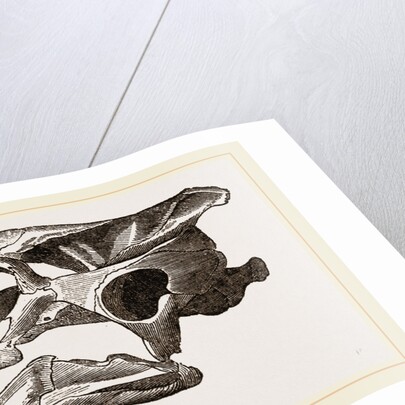 Skull of Indian Tortoise by Anonymous