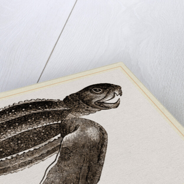 Leathery Turtle by Anonymous
