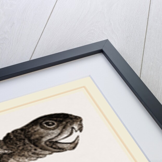 Leathery Turtle by Anonymous