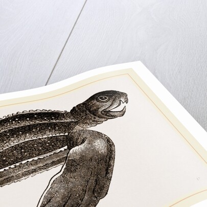 Leathery Turtle by Anonymous