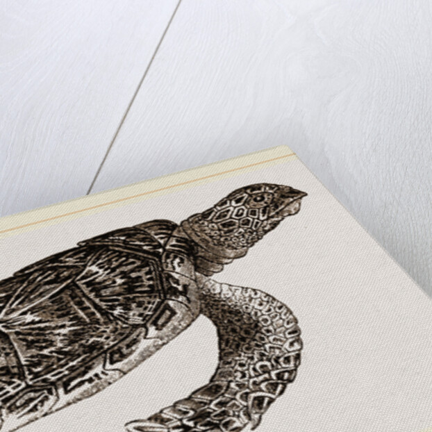 Hawk's bill Turtle by Anonymous