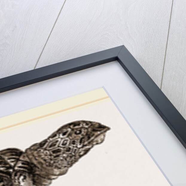 Hawk's bill Turtle by Anonymous