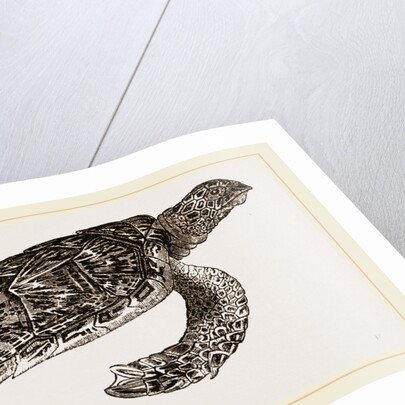 Hawk's bill Turtle by Anonymous