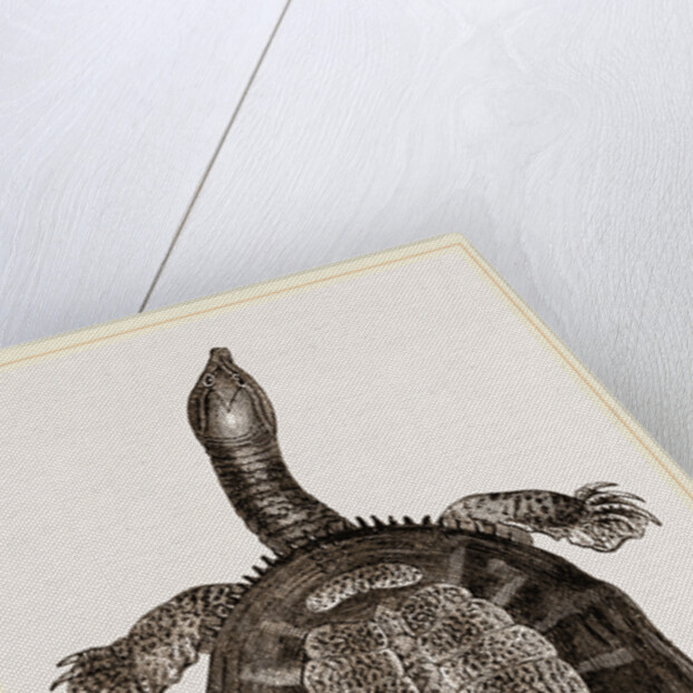 American River-Tortoise by Anonymous