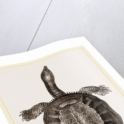 American River-Tortoise by Anonymous