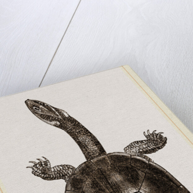 New Holland Chelodina by Anonymous