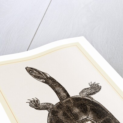 New Holland Chelodina by Anonymous