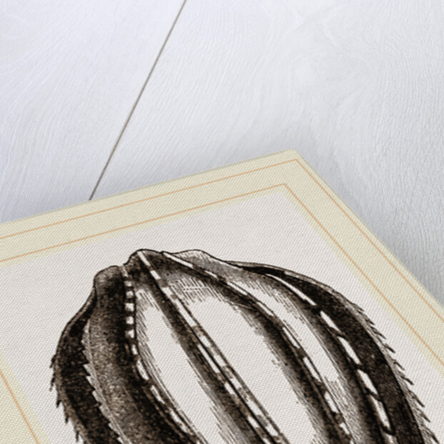 Plastron of Leathery Turtle by Anonymous