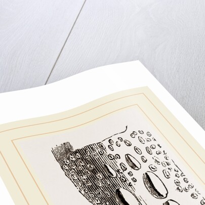 Cervical Plates of Pike-nosed Caiman by Anonymous