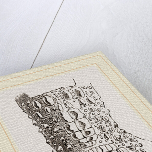 Cervical Plates of Spectacled Caiman by Anonymous