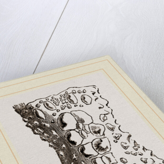 Cervical Plates of Spectacled Caiman by Anonymous