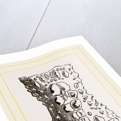 Cervical Plates of Spectacled Caiman by Anonymous