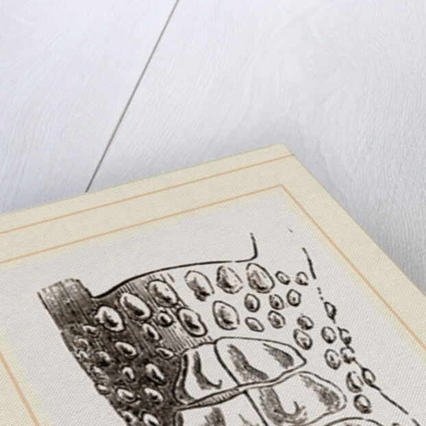 Cerviical Plates Jacare by Anonymous