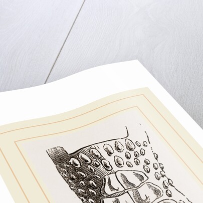 Cerviical Plates Jacare by Anonymous