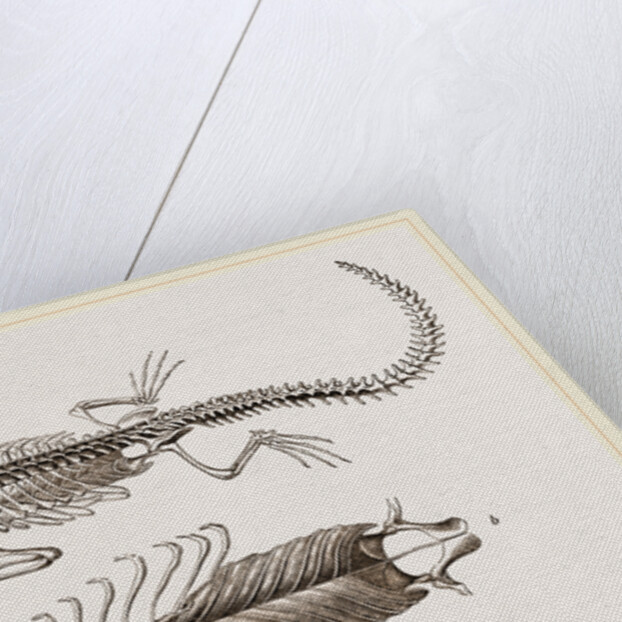 Skeleton and Sternum of Pike nosed Caiman or Alligator by Anonymous