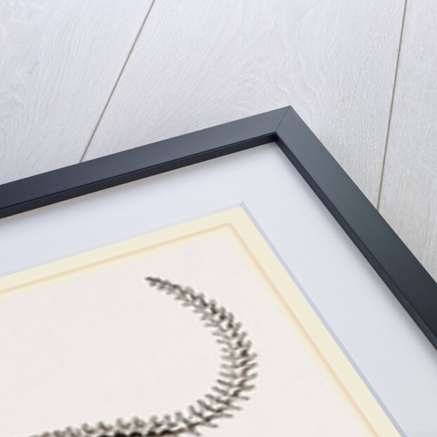 Skeleton and Sternum of Pike nosed Caiman or Alligator by Anonymous