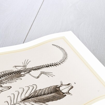 Skeleton and Sternum of Pike nosed Caiman or Alligator by Anonymous