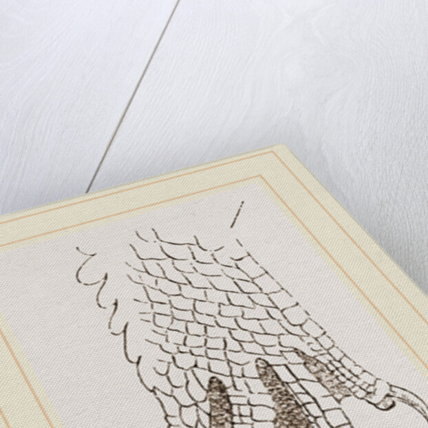 Hind-Leg of Crocodile by Anonymous