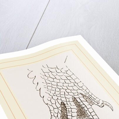 Hind-Leg of Crocodile by Anonymous