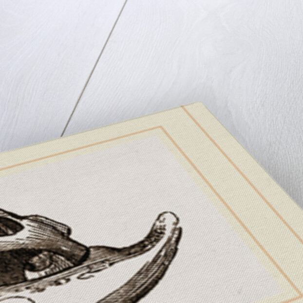 Skull of Crocodile and Caiman by Anonymous