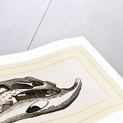 Skull of Crocodile and Caiman by Anonymous