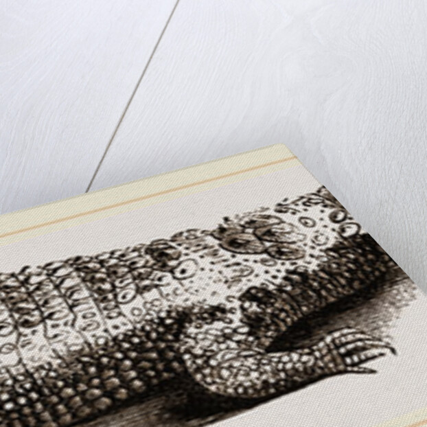Common Crocodile by Anonymous