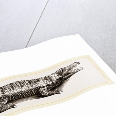 Common Crocodile by Anonymous