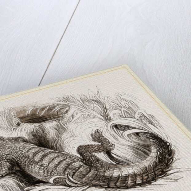 Common Crocodile by Anonymous