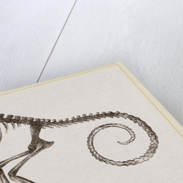 Skeleton of Chameleon by Anonymous
