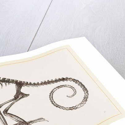 Skeleton of Chameleon by Anonymous