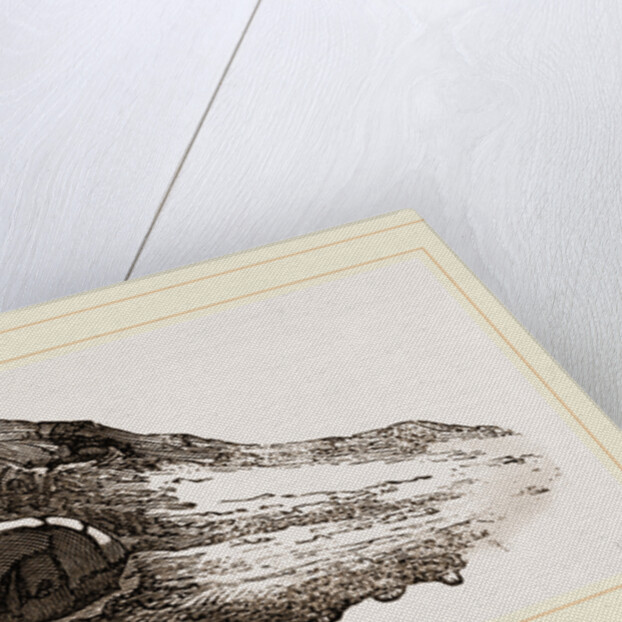 Skull of Crocodile Fossil by Anonymous