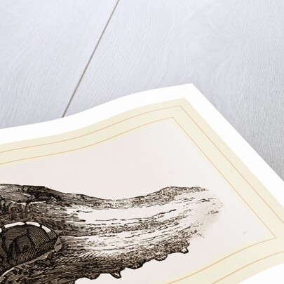 Skull of Crocodile Fossil by Anonymous