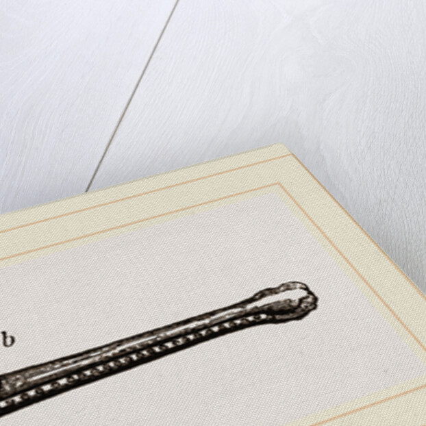 Heads of Teleosaurns Fossil by Anonymous