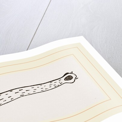 Head of Gavial by Anonymous