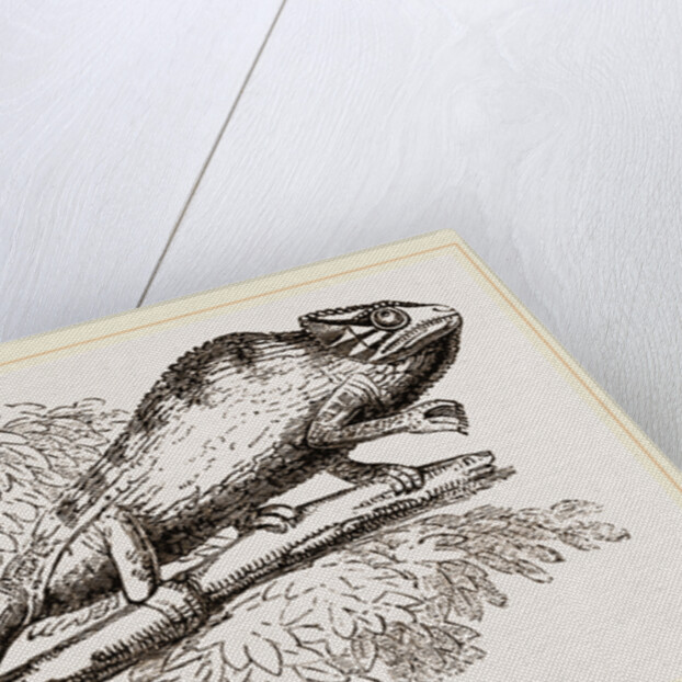 Common Chameleon by Anonymous