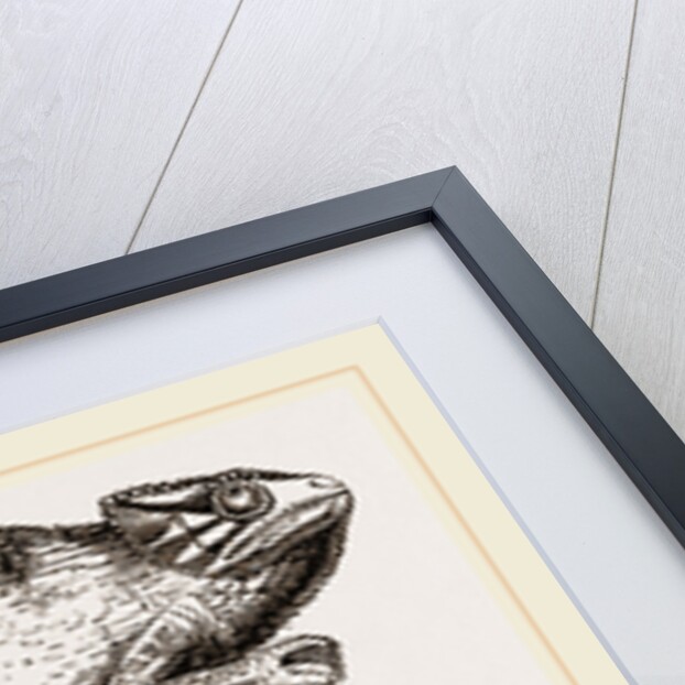 Common Chameleon by Anonymous