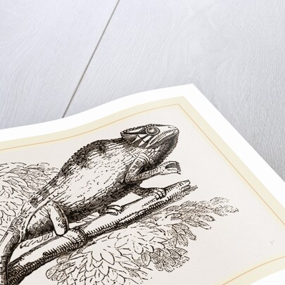 Common Chameleon by Anonymous