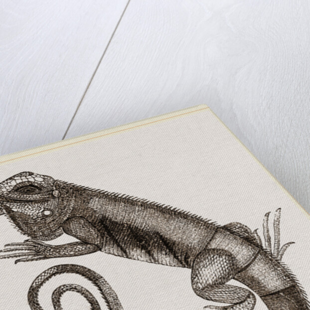 Common Inguana by Anonymous