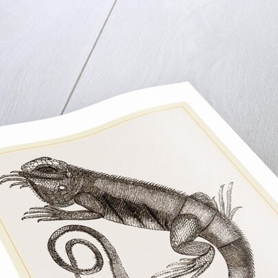 Common Inguana by Anonymous