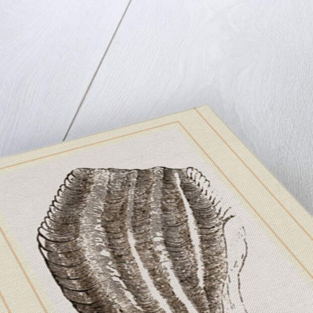 Teeth of Iguanodon by Anonymous