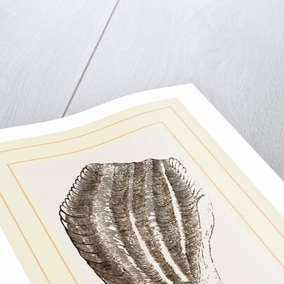 Teeth of Iguanodon by Anonymous