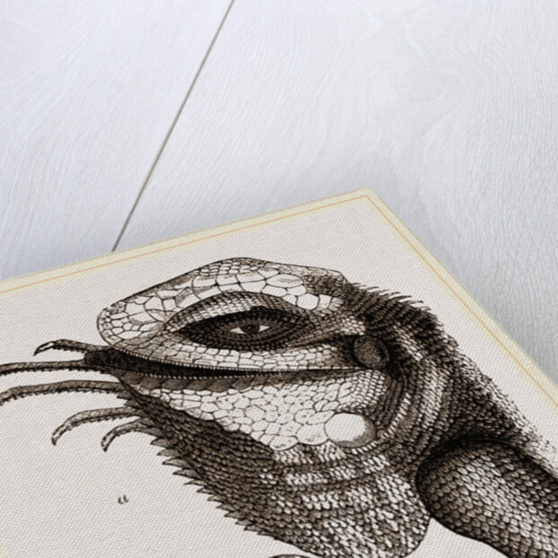 Head of Iguana by Anonymous