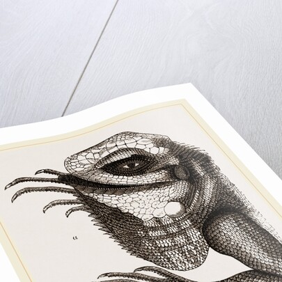 Head of Iguana by Anonymous