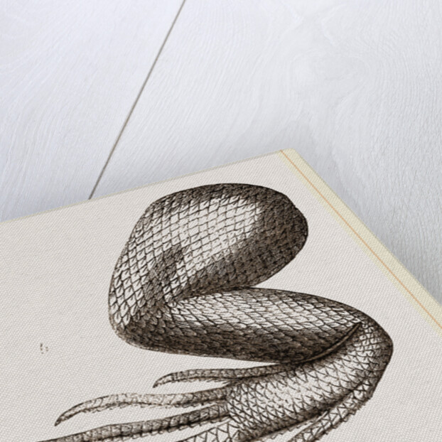 Limbs of Iguana by Anonymous