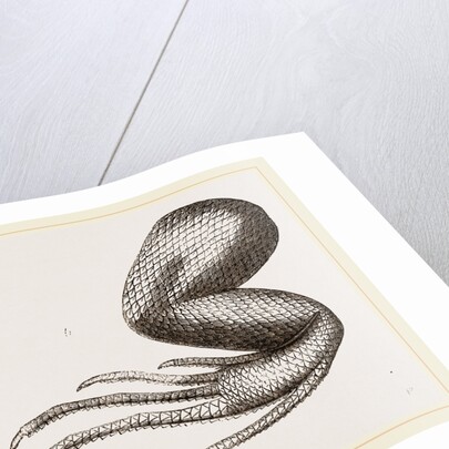 Limbs of Iguana by Anonymous