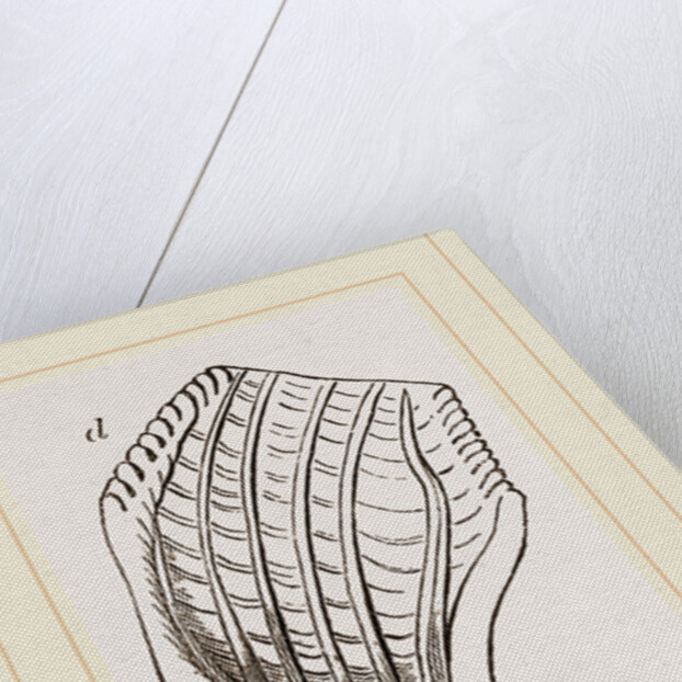 Teeth of Fossil Iguanodon by Anonymous