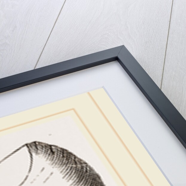 Teeth of Fossil Iguanodon by Anonymous